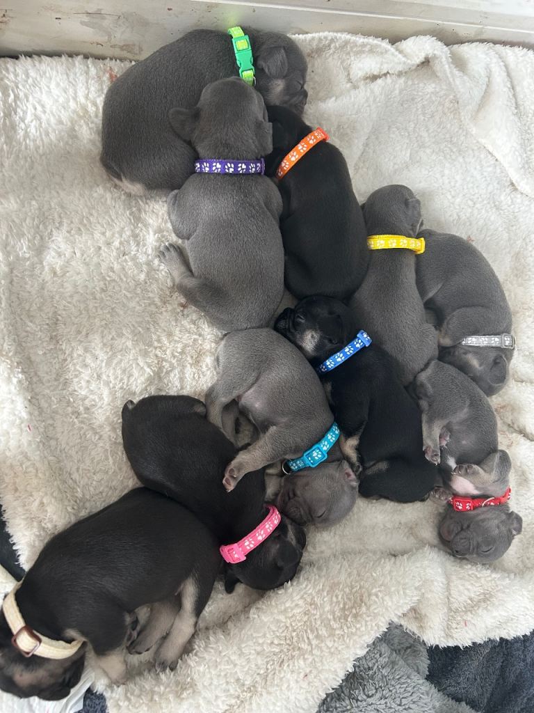 French bulldogs