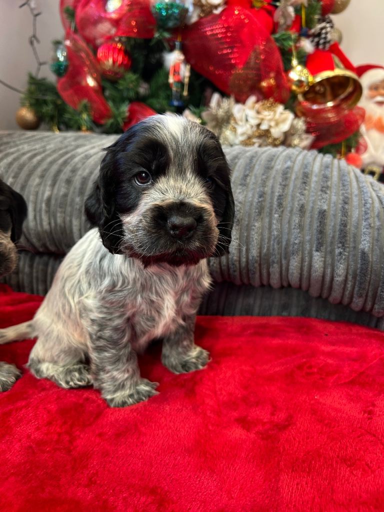 Kc reg Showtype cocker spaniels 