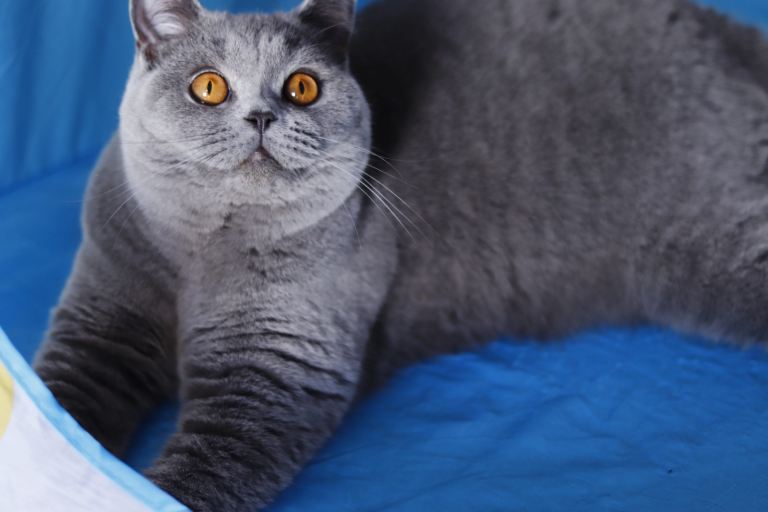 🧸 Stunning GCCF BSH Female Champion Bloodlines ✨