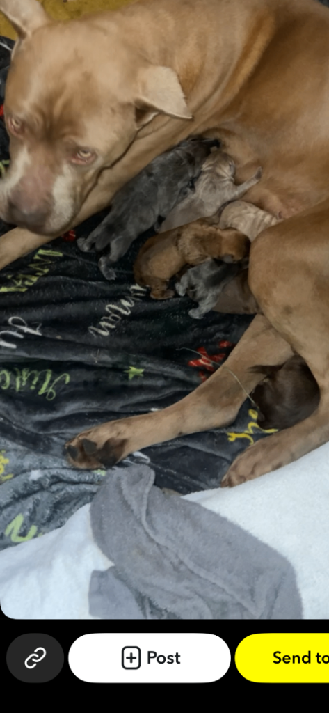 Beautiful presa canario puppies cross for sale 