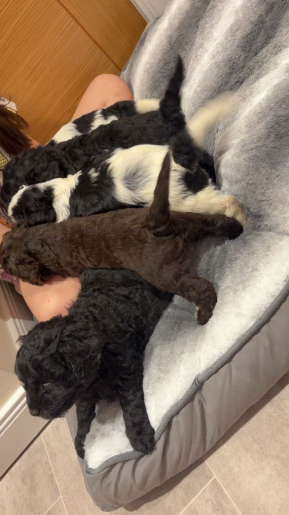 Cockapoo puppies 