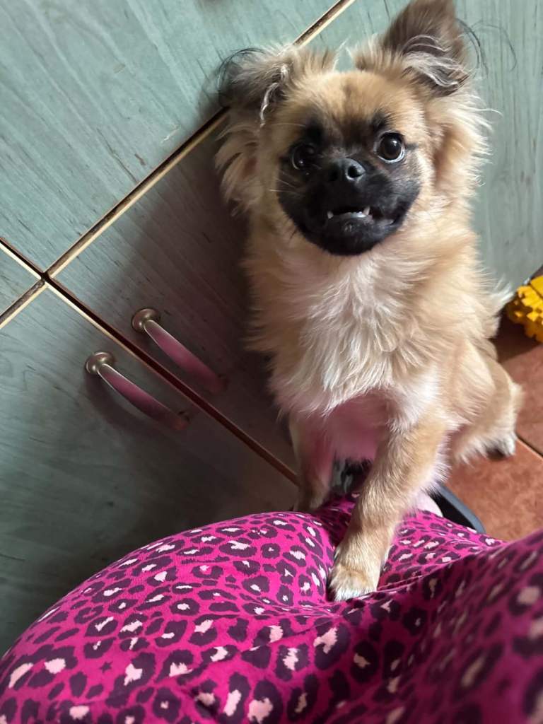 Pomeranian cross pug boy , 10 months old £300