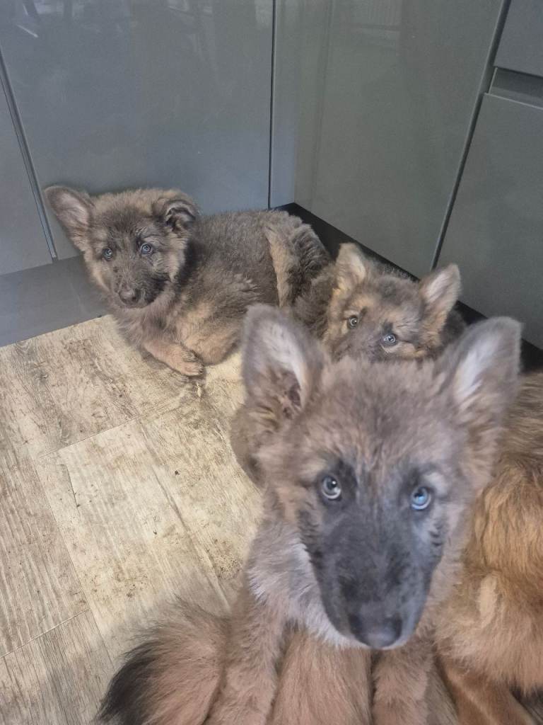 German shepherd puppies for sale