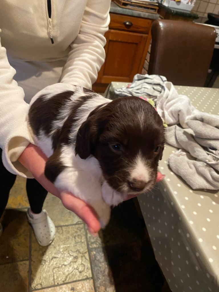 English Springer Spaniels 