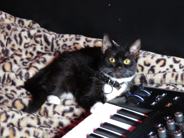 1 year old female cat 