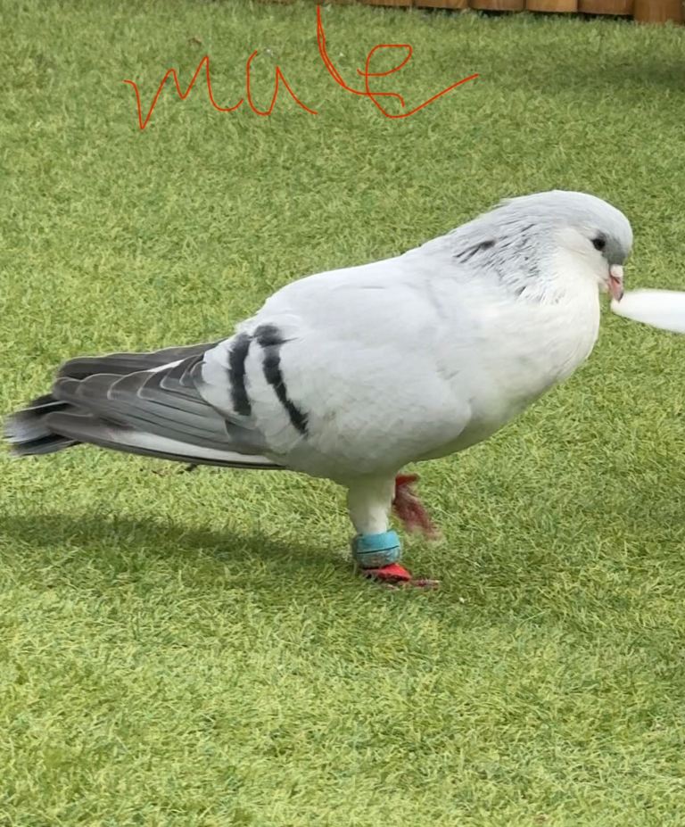 Pigeon