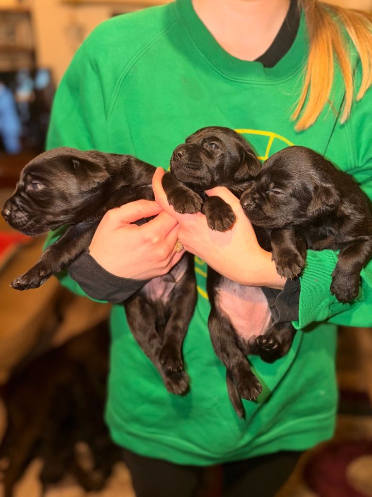 Black Labrador Pedigree Puppies 