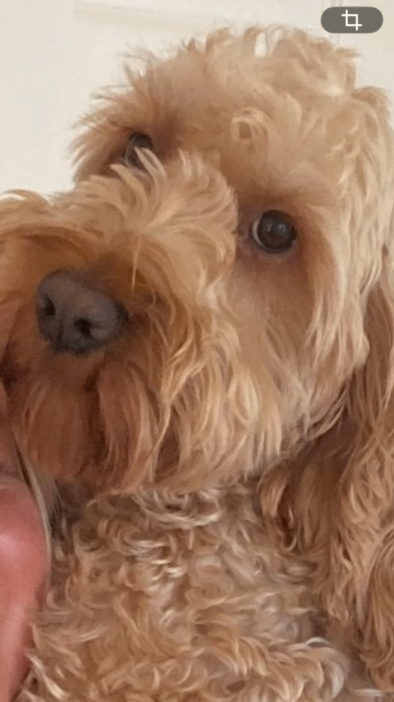 Male cockapoo