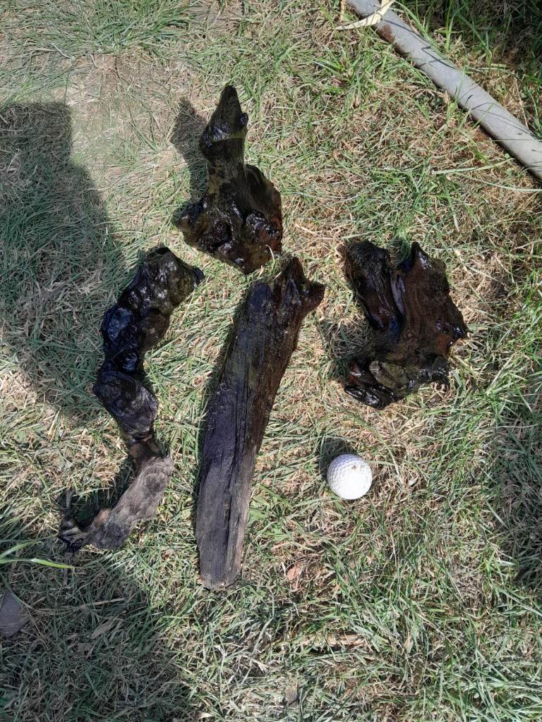 Aquarium bog wood / drift wood