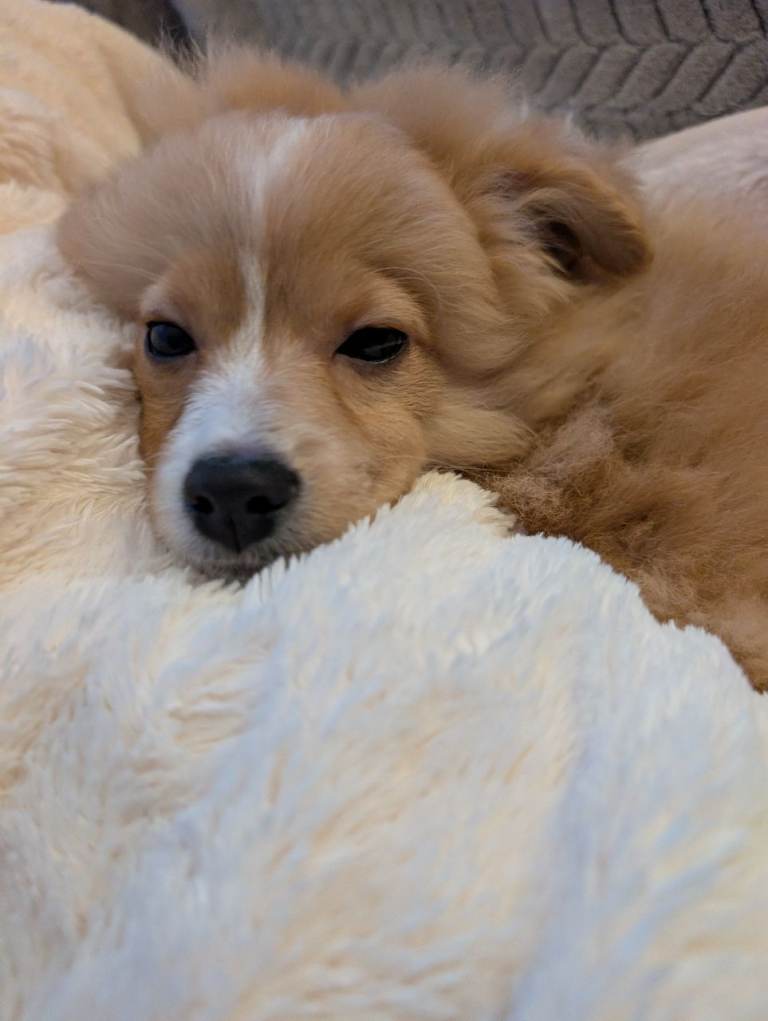 4 MTH old boy pom cross 