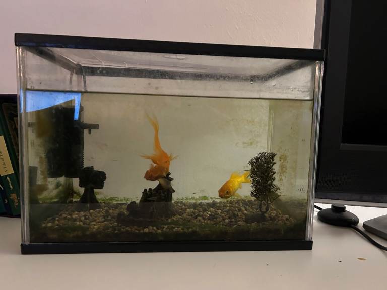 Two free goldfish and tank for anyone to collect