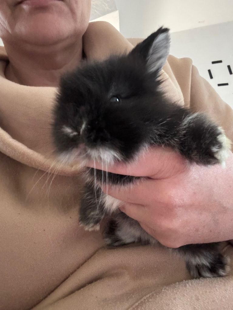 Baby rabbits