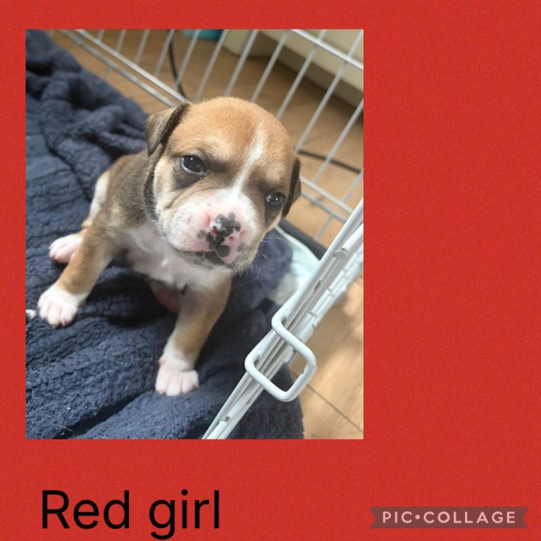 American bulldog cross staffy pups 