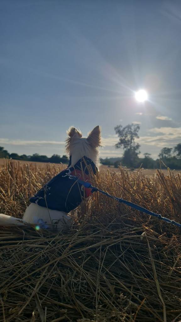 2 year old Chihuhaha 