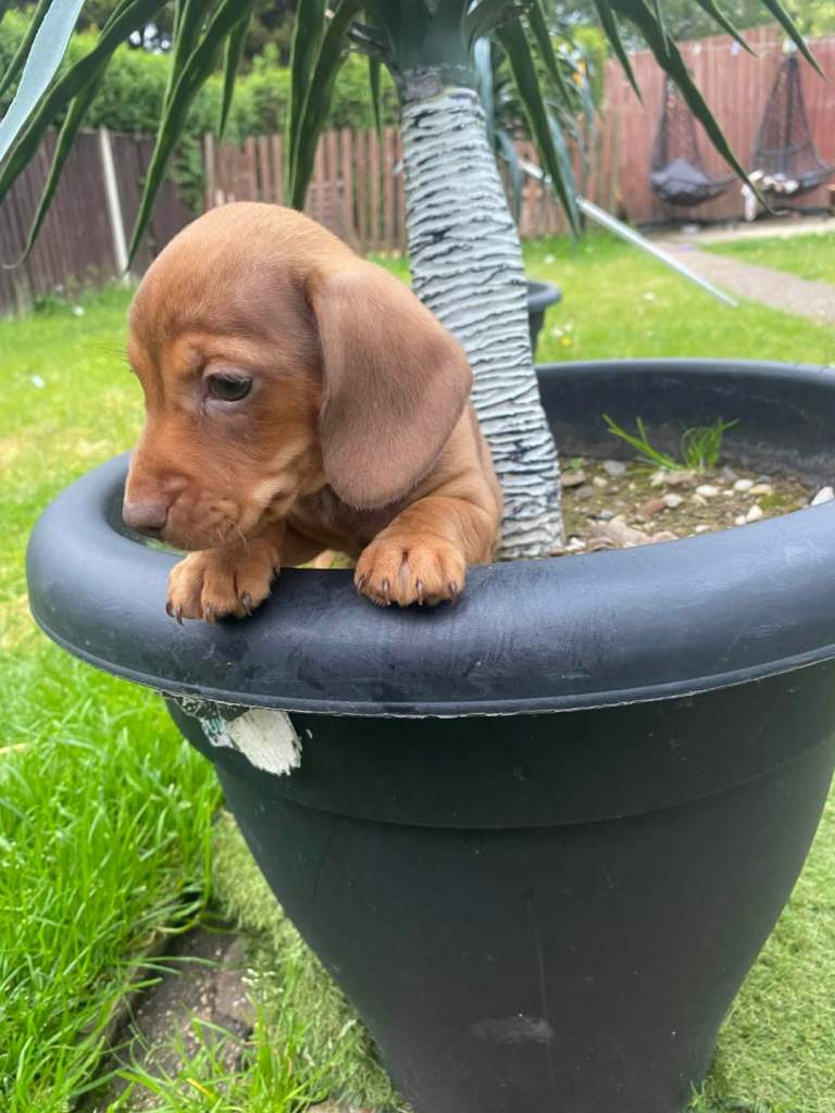  Miniature Dachshund puppy