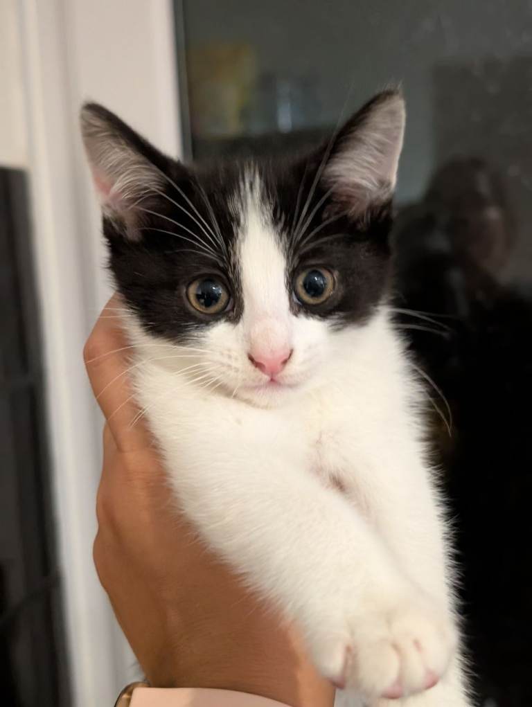 2 twin 11 week sisters kitten