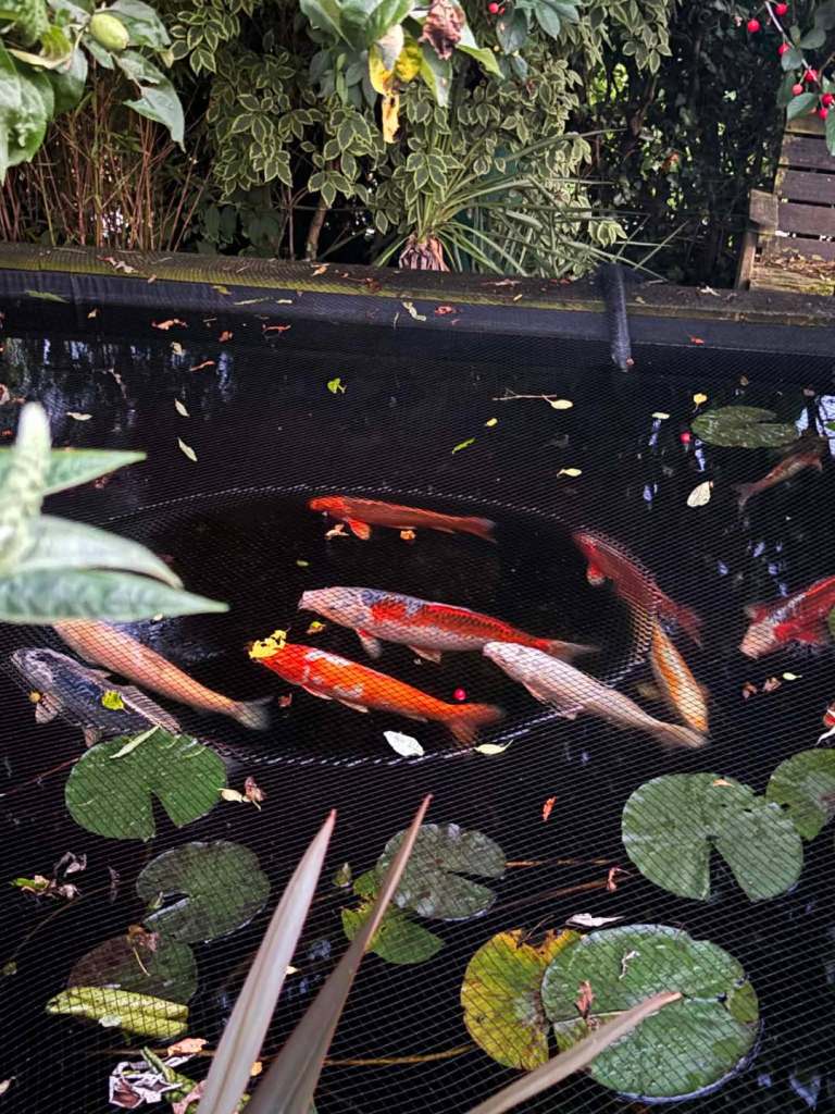 Koi fish