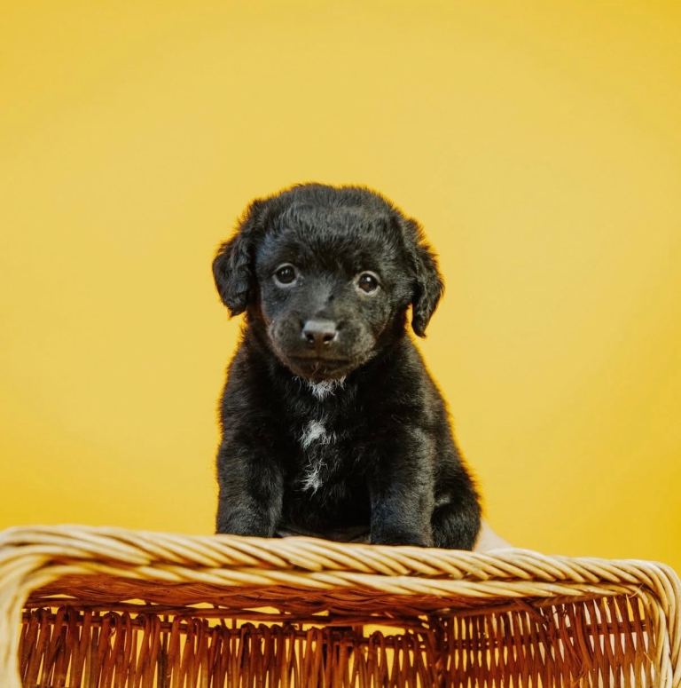 Patterpoos 