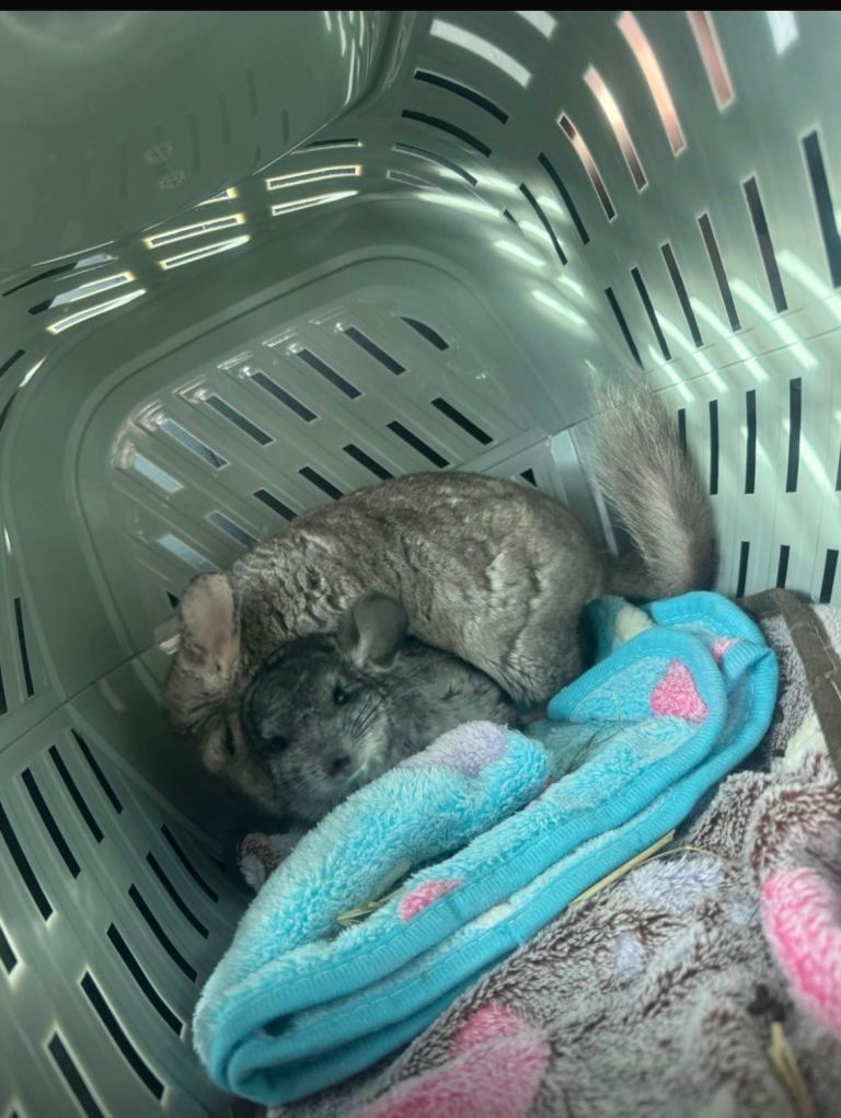 Two Sweet Male Grey Chinchillas Looking for a New Home