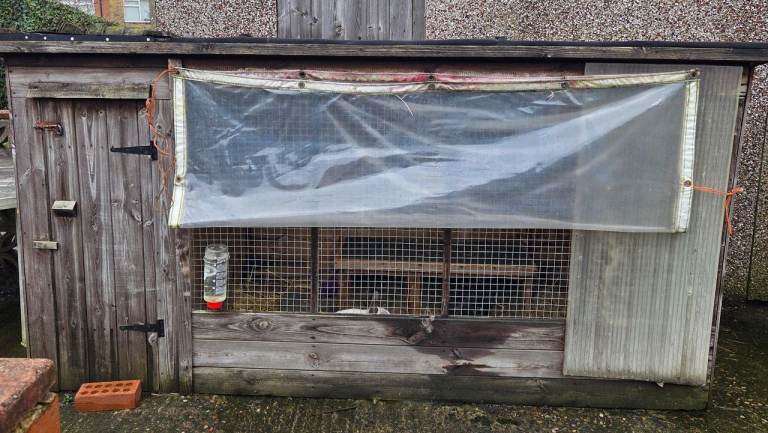 Dog Kennel 