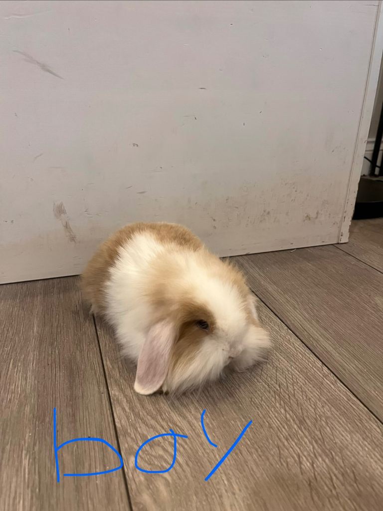 Lion Lop
