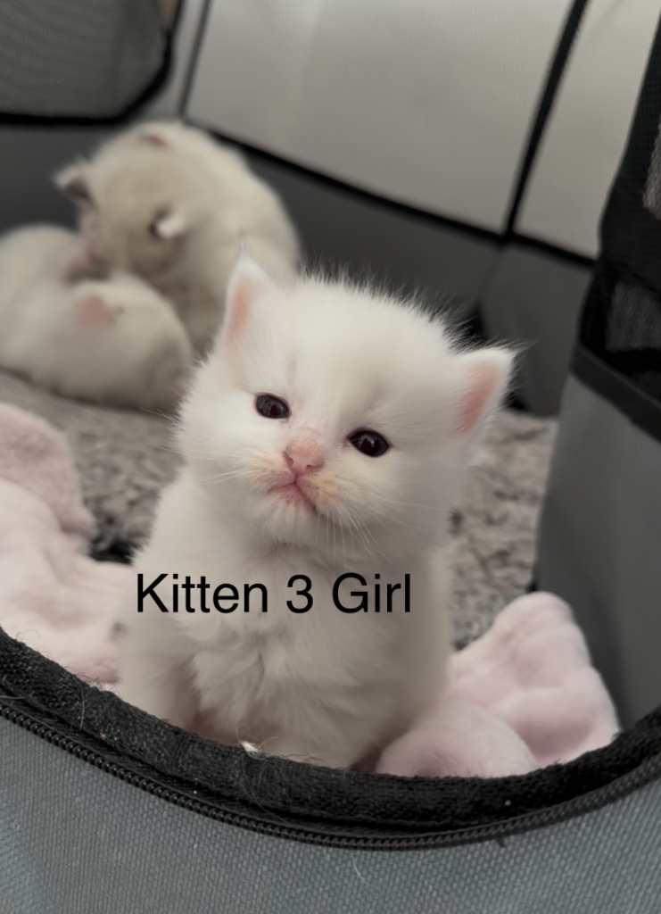 3 left - Purebred Seal BiColour Ragdolls