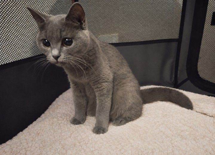 British Shorthair/Turkish Angora Kittens