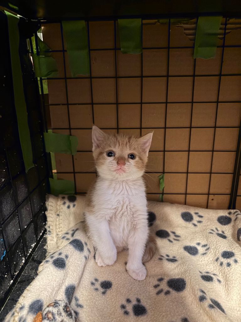 Ginger and white kitten