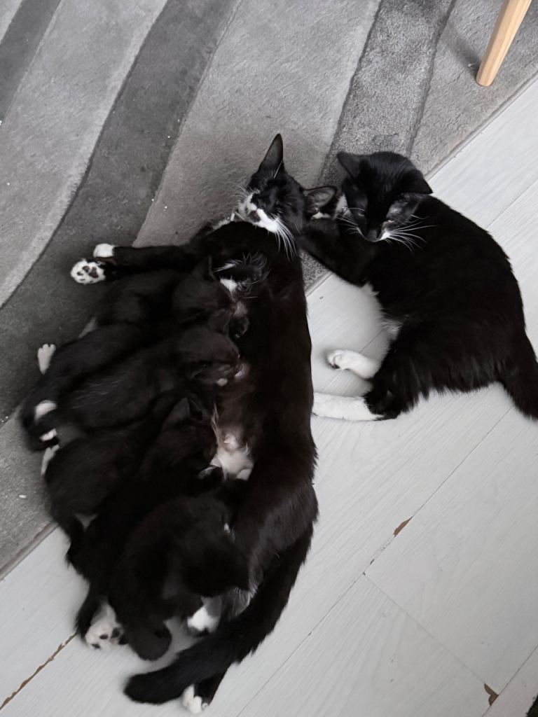 2 female Kittens available to be rehomed