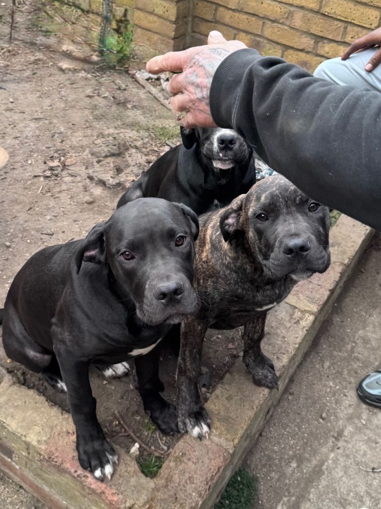 5 month old handsome large breed puppies 