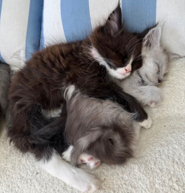 Purebred Maine Coon Kittens Available Now 