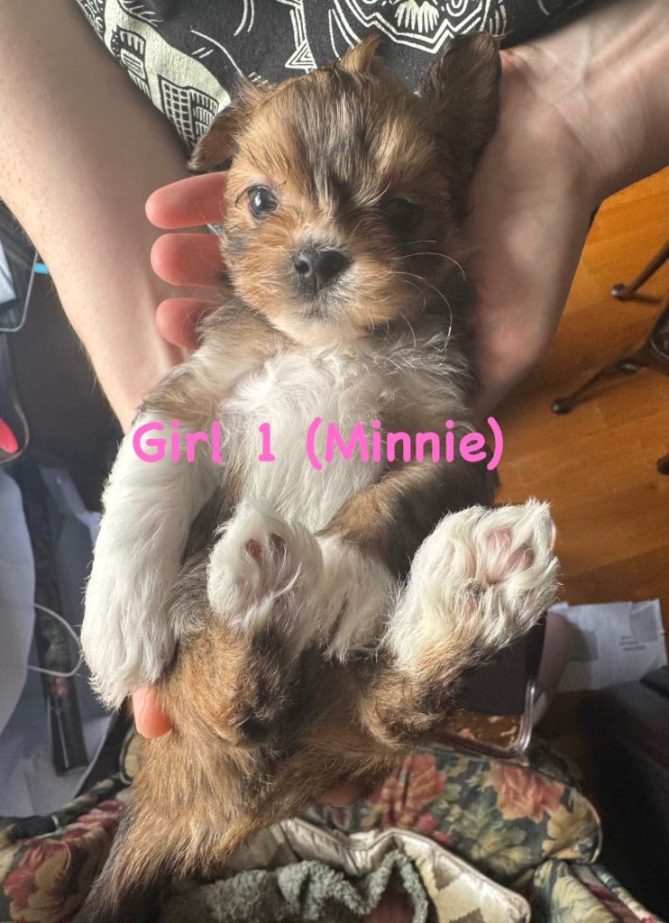 Beautiful Teddy Bear Girl Puppy 