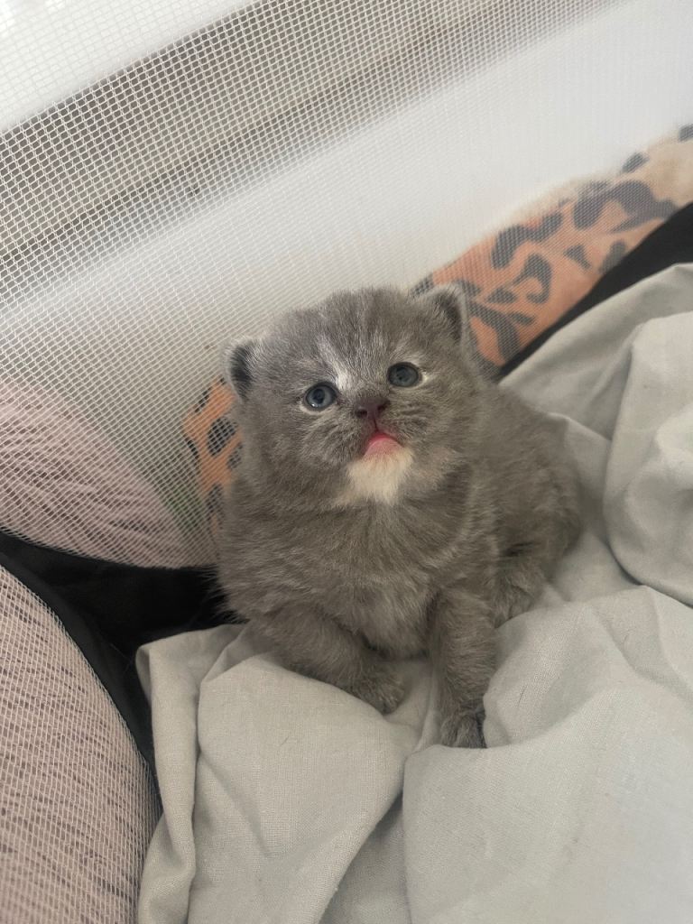 British short hair kittens 