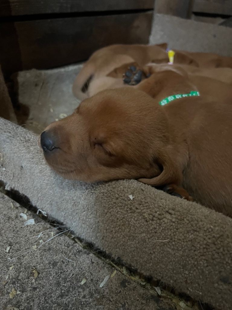 Fox red Labrador puppies 