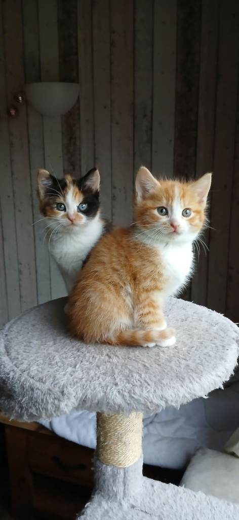 Male and female kittens