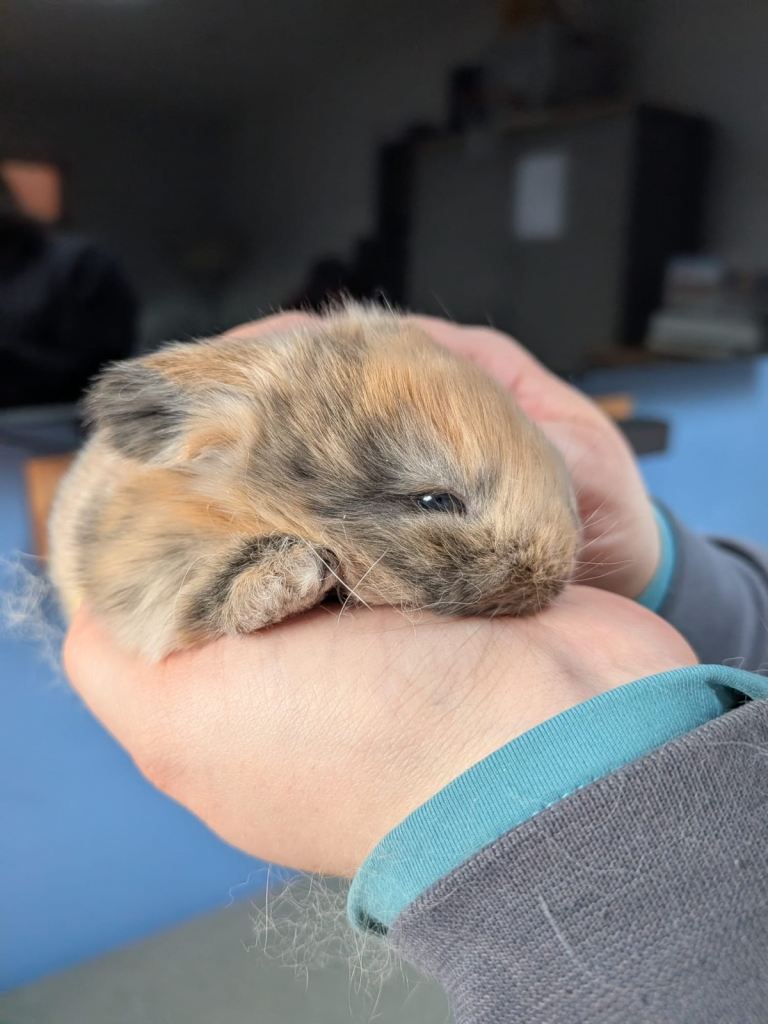 Mini Lop Baby Rabbits