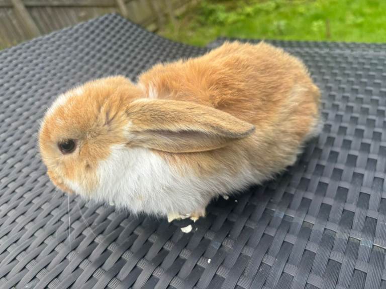 Giant french lops pure breed 