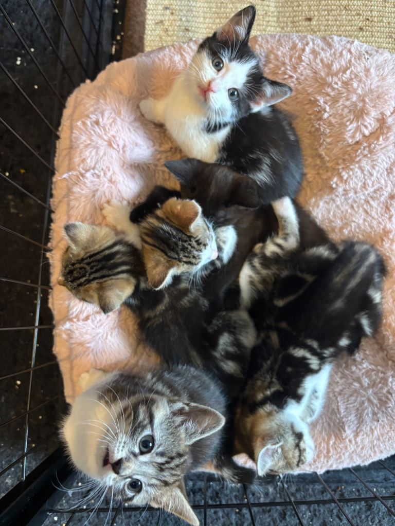Kittens 