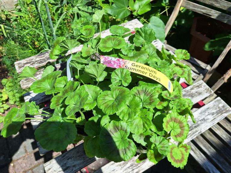 Geranium Bedding Plants * 20 Tray, Lovely Healthy Plants 