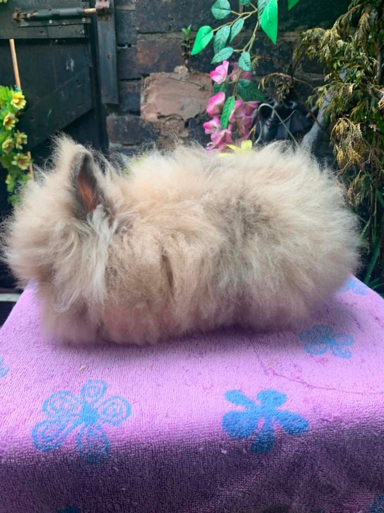 Lionhead Bunnies 