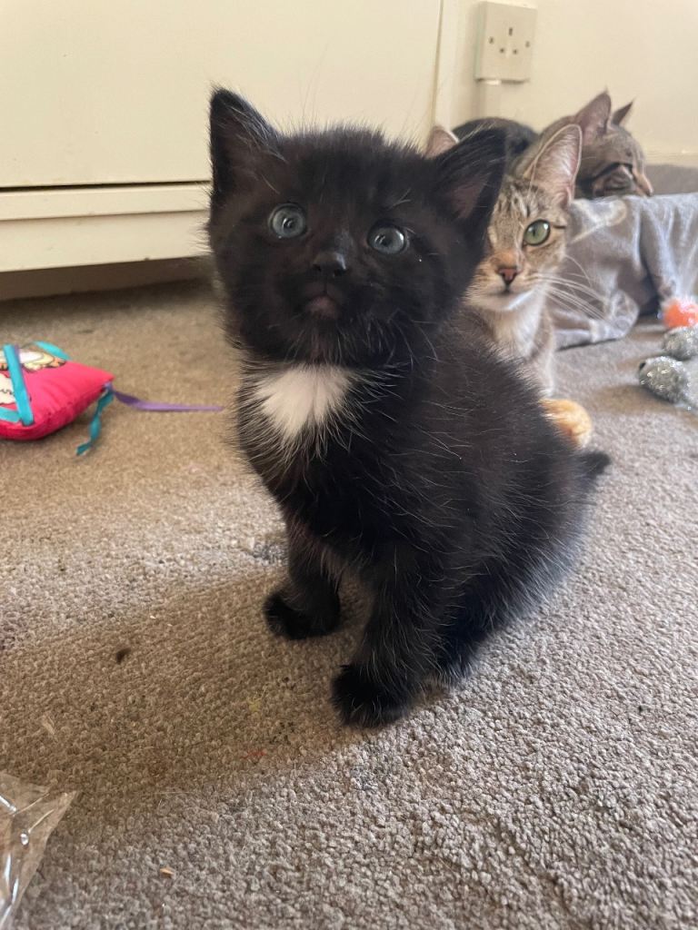 2 Black Kittens- 1 Male 1 Female 