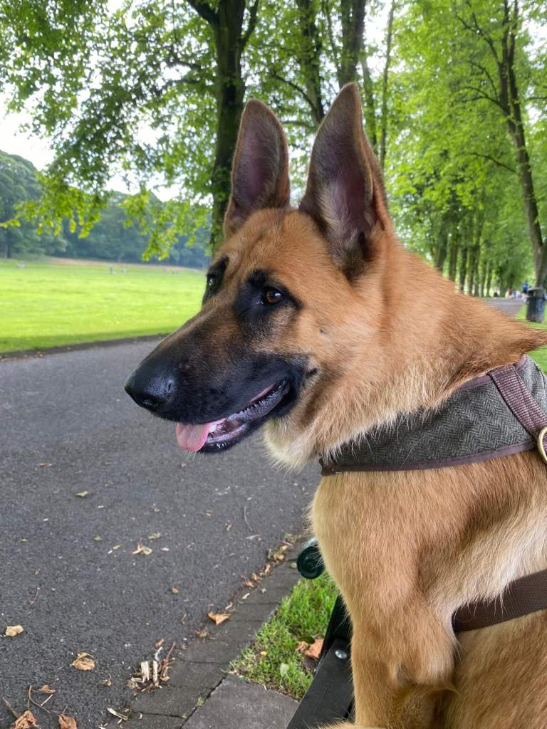 Dog