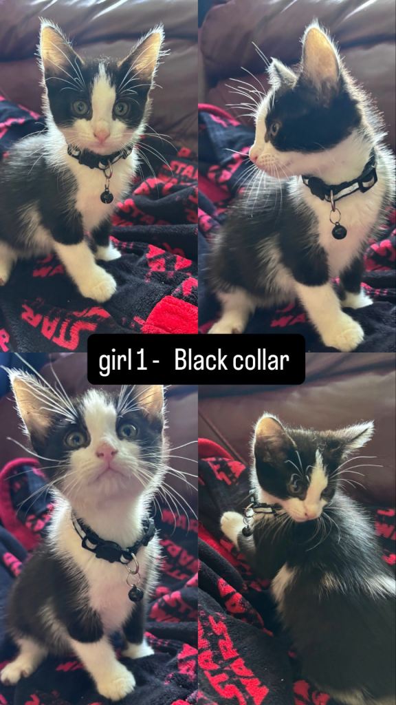  Kittnes for sale 