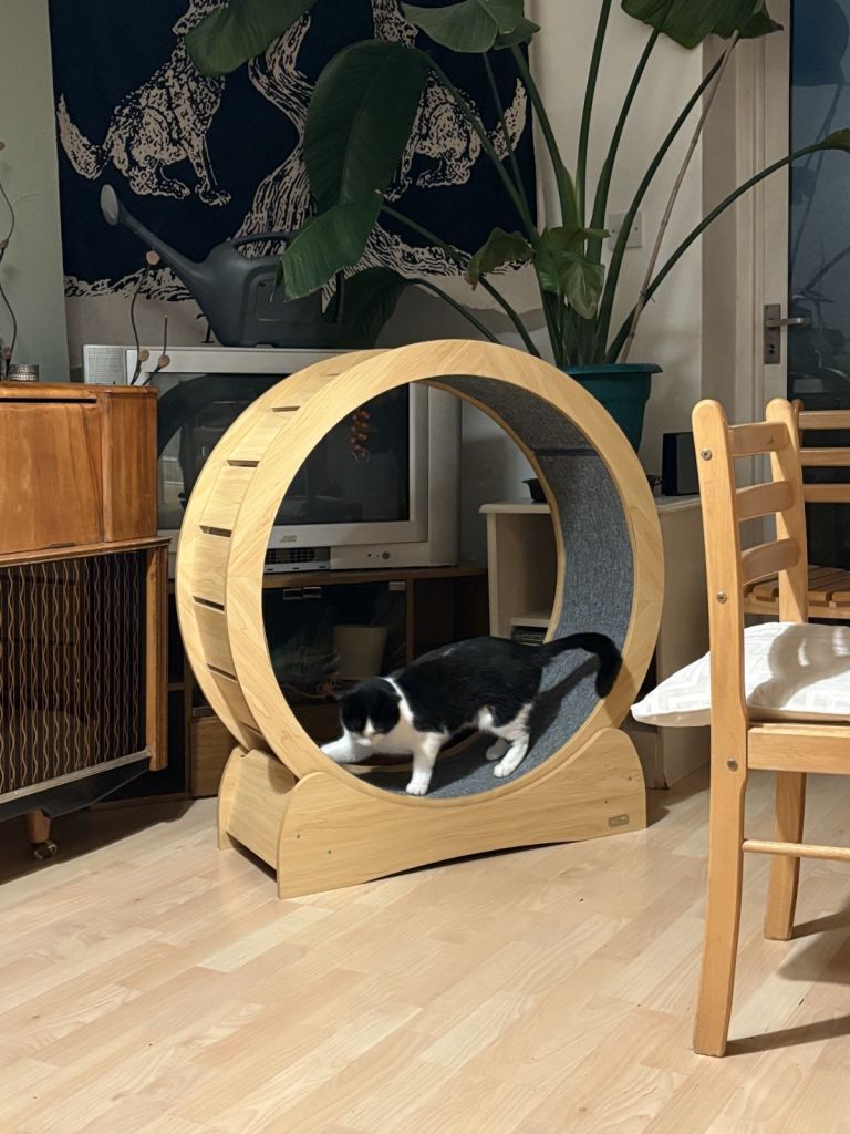 Cat Wheel 