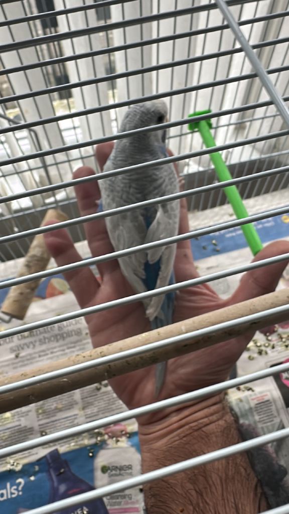 Budgies albino ,litino,pied,cobalt, handtame etc