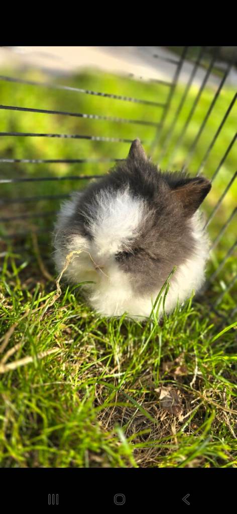Lionhead rabbit 12 weeks old 