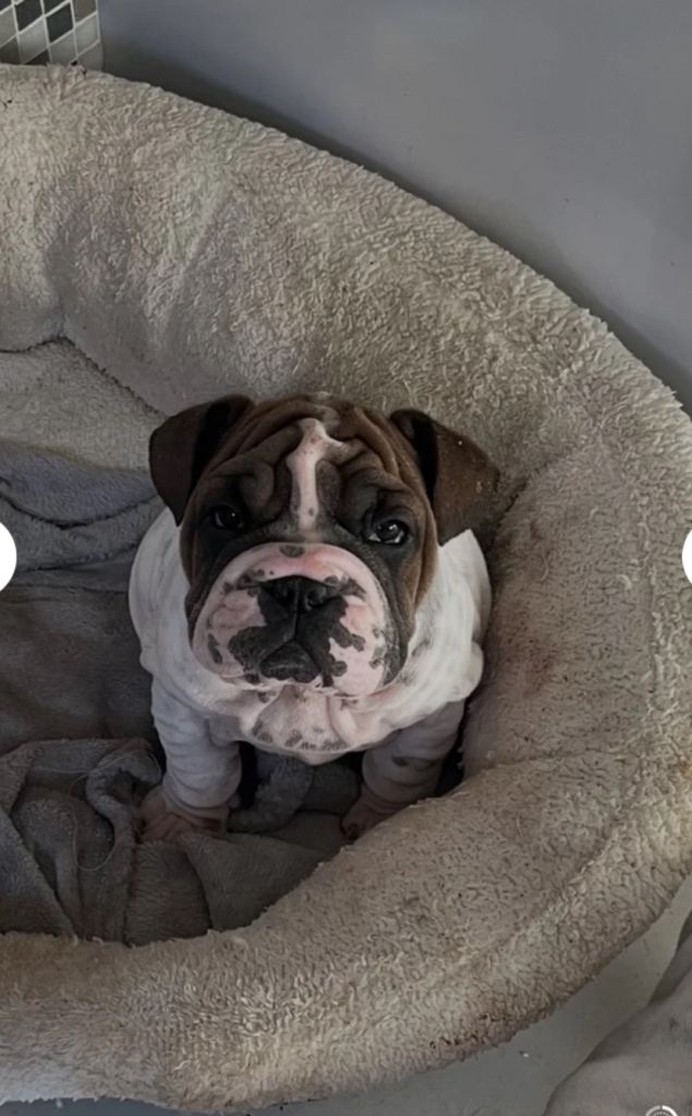 🐾 Stunning English Bulldogs 🐾 