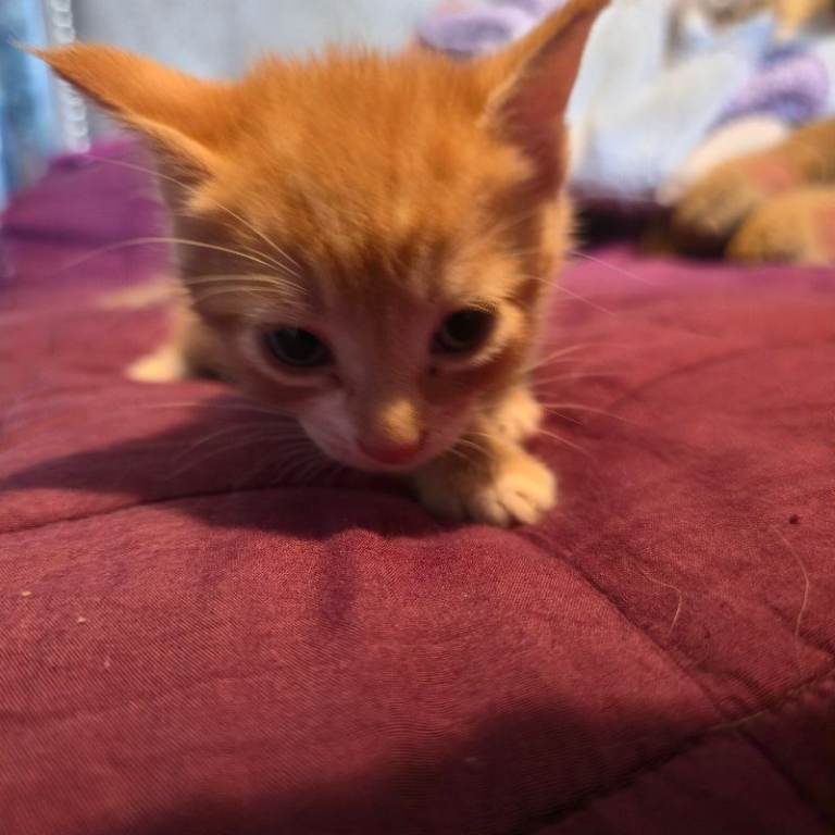  1 Gorgeous Kittens Availabl See below for each kitten and their price 