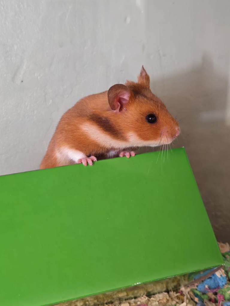 Hamster with new cage 