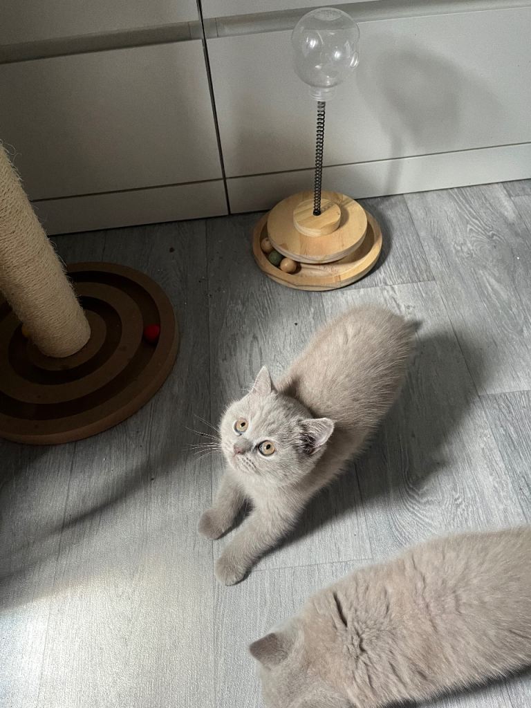 Lilac British Shorthair Last Girl 
